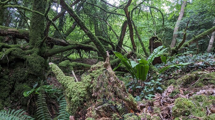 puzzlewood