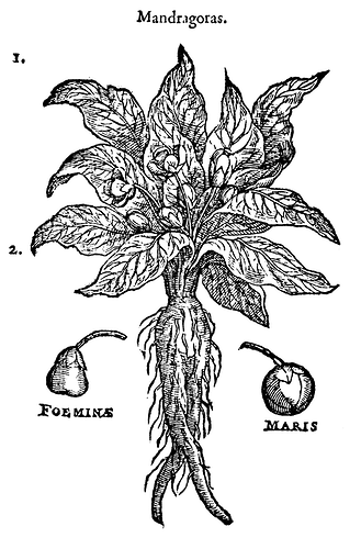 Mandragoras_454_Dodoens_1583