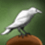 reusednpc